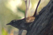 Chestnut-rumped Heathwren (Hylacola pyrrhopygia)